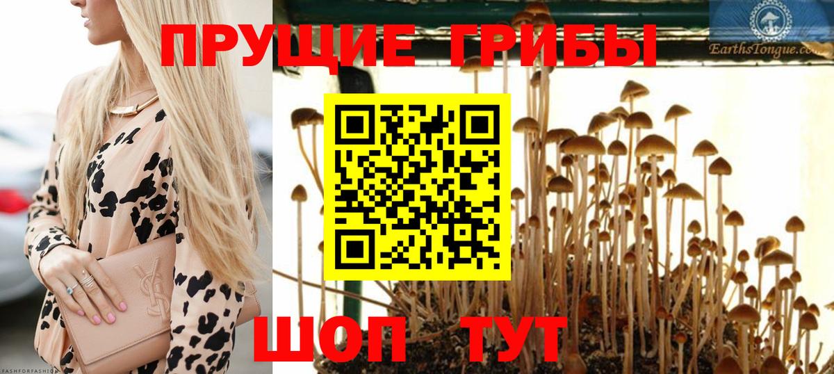 Саяногорск  Псилоцибиновые грибы Cubensis  Вход с VPN 